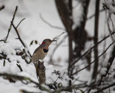 Bir kadın norther titreme ağaçkakan algılamak karlı woodlands bir bacak üzerinde.