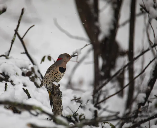 Une Femelle Pic Bois Scintillant Nord Perche Sur Membre Dans — Photo