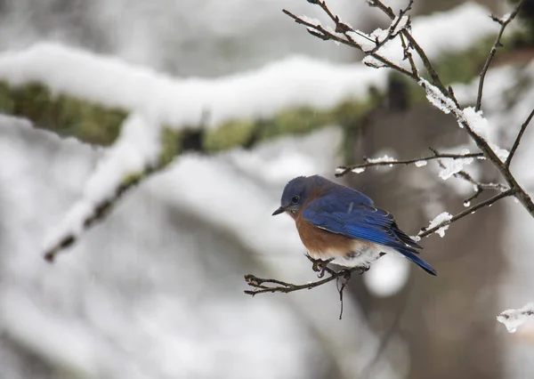 Östra Bluebird Sitter Uppflugen Liten Snöig Gren Skogen — Stockfoto