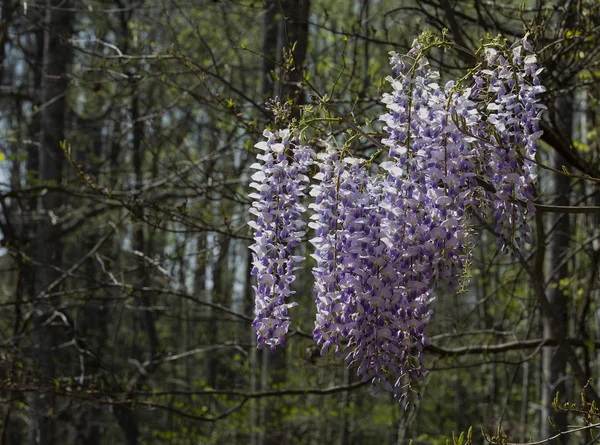 Blooming purple and white wisteria flowers on woodland vines.