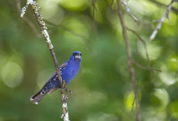 Reife Männliche Blaue Großschnabel Hockt Auf Kleinen Gliedmaßen Des Apfelbaums — Stockfoto