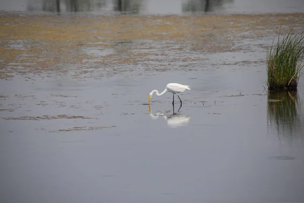 Ein Silberreiher Ernährt Sich Flachen Sumpfwasser Des Blackwater National Wildlife — Stockfoto