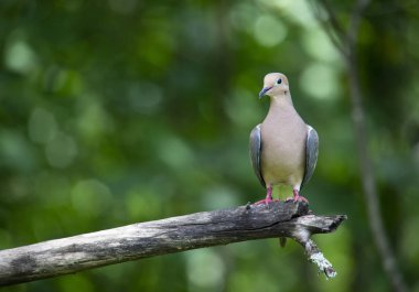 Bir yas güvercin tünemiş bir ölü elma ağacı bacak üzerinde.