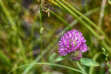 Bir mera çimlerin arasında bir pembe yonca çiçek.