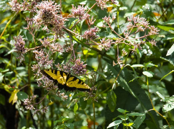 Doğu Tiger Swallowtail Kelebek Joe Pye Weed Üzerinde Asılı — Stok fotoğraf