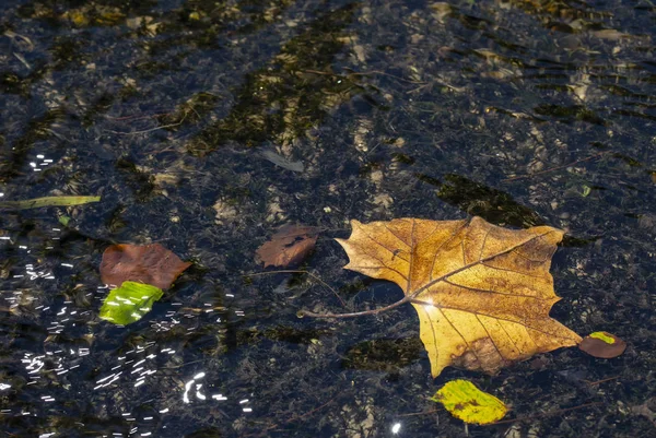 Abgefallene Blätter Und Flussgräser Sind Unter Der Plätschernden Oberfläche Des — Stockfoto