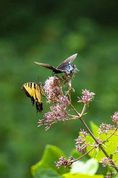 一只黑色的凤蝶和一只东方虎凤蝶蝴蝶在满阳光的乔野良杂草的花朵上觅食 — 图库照片