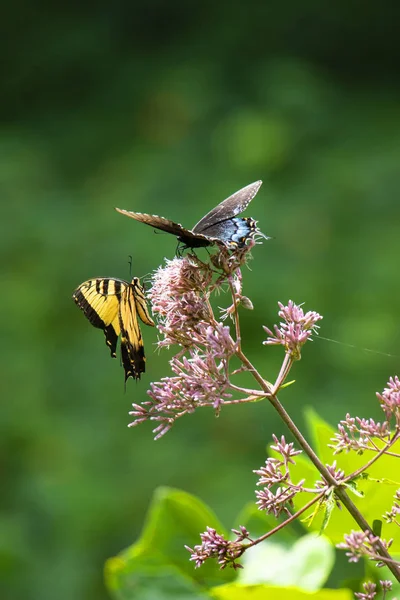 Joe Pye weed tam güneş içinde çiçek siyah swallowtail ve bir Doğu tiger swallowtail kelebek beslenirler.