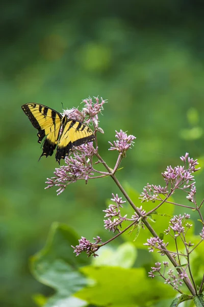 Doğu Tiger Swallowtail Kelebek Besleme — Stok fotoğraf
