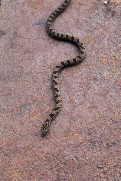 Uma Cobra Água Marrom Não Venenosa Move Caminho Serpentino Através — Fotografia de Stock