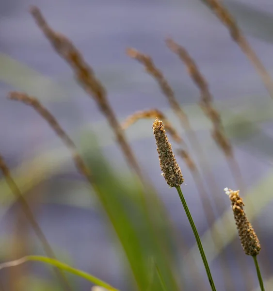 Mag Fejek Marsh Határok Mentén Növekszik — Stock Fotó