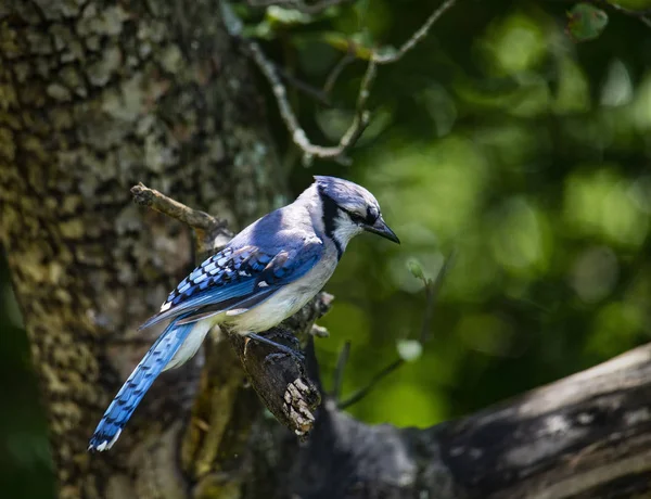 Ein Blauer Eichelhäher Sitzt Einem Apfelbaum Und Bietet Einen Profilblick — Stockfoto