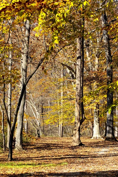 Geç sonbahar renkleri ve yaprakları Yadkin River Greenway Wilkesboro, Kuzey Carolina'da birlikte görülür.