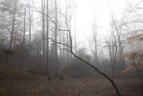 Sgombero Boschivo Una Mattina Inverno Nebbioso Gennaio Terreno Coperto Foglie — Foto Stock