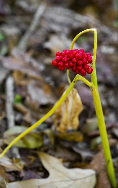 Olgun, kırmızı, tohumu bir yeşil ejderha kır çiçeği (Arisaema dracontium) üzerinde görülür. Ana bitki sonbahar havalarda solan.