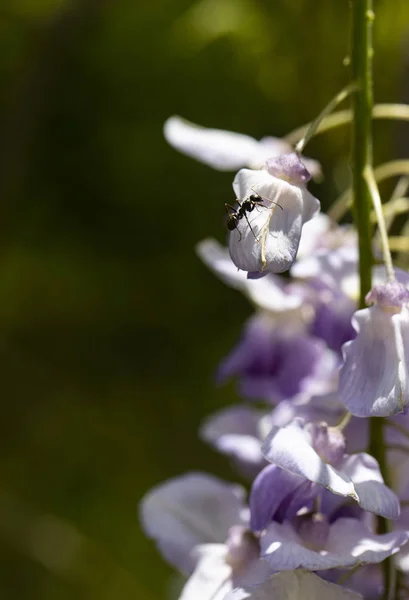 Karınca Wisteria Bloom üzerinde Sunshine oturur — Stok fotoğraf