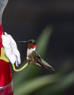 Ruby-Throated Hummingbird at Feeder clipart