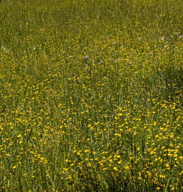 Sarı halılı At Otlağı