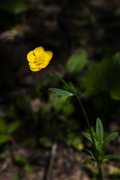 Parlayan Tüylü Buttercup Çiçek