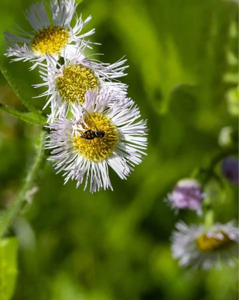 Wildflower üzerinde Hoverfly Yakın Çekim