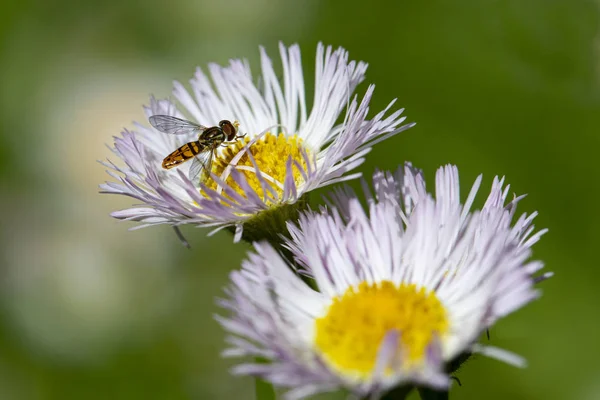 Hoverfly üzerinde Wildflower üzerindeki profili — Stok fotoğraf