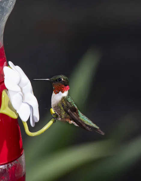 Kolibřík rubínový v podavači Stock Snímky