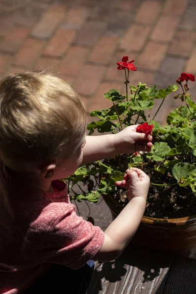 Toddler Kırmızı Çiçekler Toplama