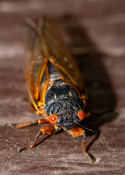 Brood Cicada Front View Stock Obrázky