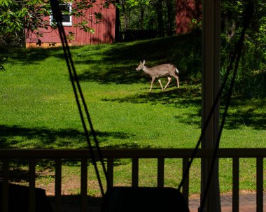 Beyaz kuyruklu geyik, kırmızı bir ahırın yakınındaki ormandan parlak bir ilkbahar akşamına doğru çıkar..