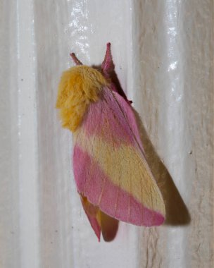 A colorful, fuzzy Rosy Maple moth clings to an outside door frame. clipart