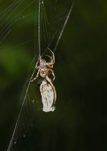 Spinne Fängt Netz Gefangene Motten Verarbeiten — Stockfoto