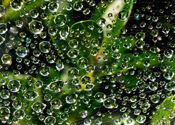 Close Horizontal Color Photo Spider Web Bush Jewel Dew Drops — Stock Photo, Image