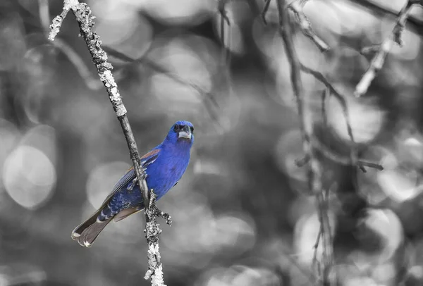 Maduro Grosbeak Azul Macho Encaramado Una Pequeña Rama Manzano Monocromo —  Fotos de Stock