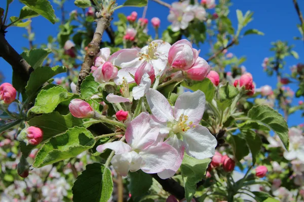 Bilden Togs Våren Ukraina Ett Foto Rosa Blommor Blommande Äppelträd — Stockfoto