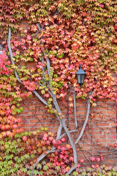 Fotoğraf Bayreuth Alman Şehir Çekilmişti Kız Gibi Üzüm Sonbahar Renkleri — Stok fotoğraf