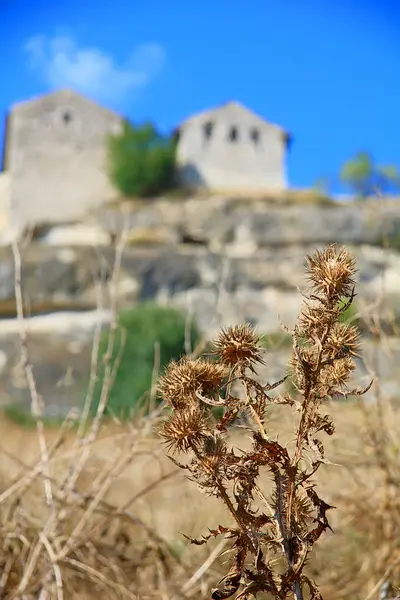 Thistle dried out from the July heat. — Stock Photo, Image