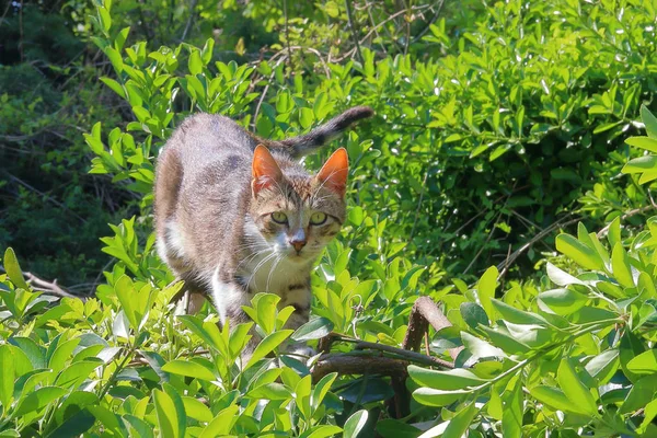 Cat hunting in the foliage of the tree.