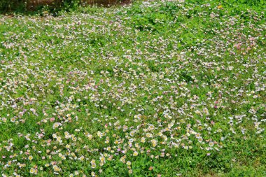 Yaban çiçekleriyle dolu çayır.