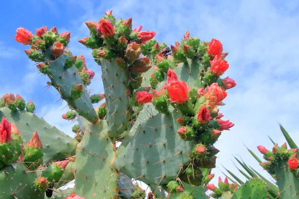 Beautiful red flowers of a blossoming cactus. — Stock Photo, Image
