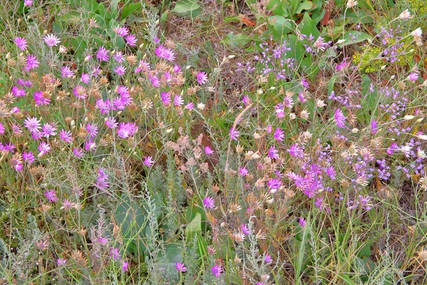 Flores silvestres llamadas - inmortelle púrpura . — Foto de Stock