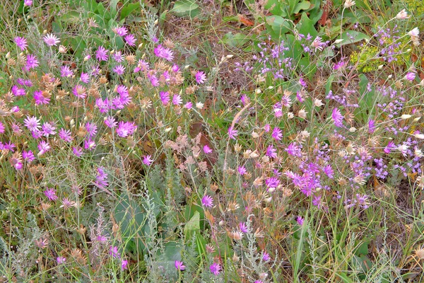 Wildflowers zwany-immortelle fioletowy. Obrazy Stockowe bez tantiem