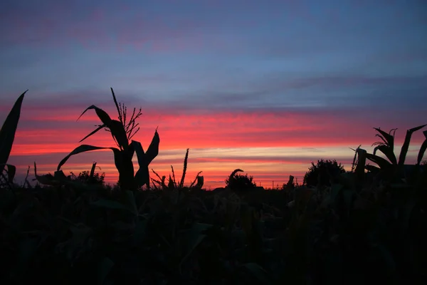 Siluetas de plantas sobre el telón de fondo de un cielo pintoresco — Foto de Stock