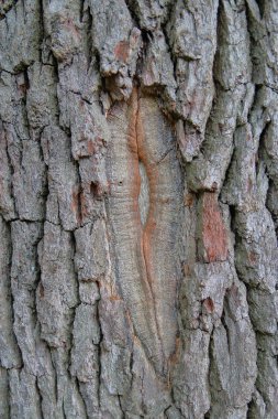 Eski bir meşe gövdesinde aşırı hasar.