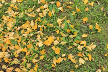 Sonbahar sarı yaprakları hala yeşil çimlerde.