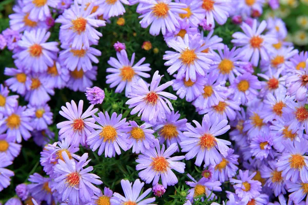 Blauwe herfstbloemen - Asters. — Stockfoto