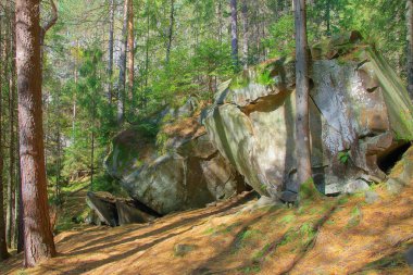 Eski bir çam ormanında gizemli kayalar.