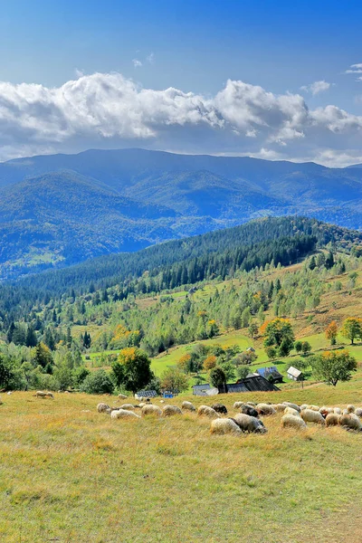 Horská krajina s pasoucí se ovce. — Stock fotografie