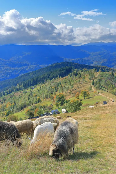 Ovce pasou v Karpat horách na podzim. — Stock fotografie