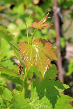 Fotoğrafta üzüm filizleri var..