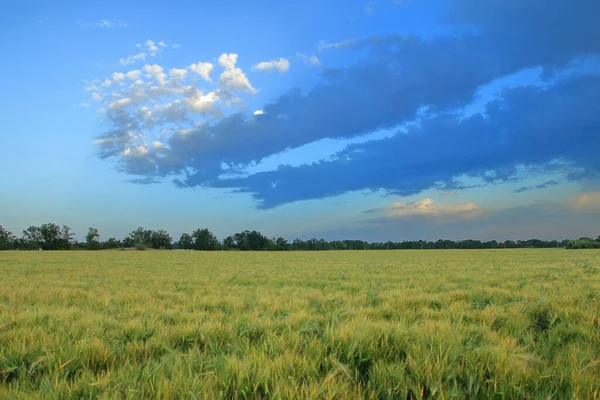 Foto Muestra Hermoso Cielo Nocturno Con Nubes Sobre Campo Trigo —  Fotos de Stock